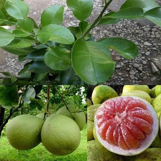 jenis buah jerukjeruk bali